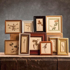 Conjunto antiguo de 1917 de 10 páginas de herbario sueco enmarcadas, plantas prensadas auténticas vintage, ejemplar botánico, arte mural floral escandinavo.