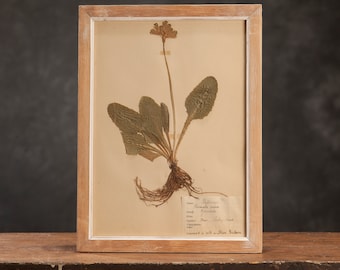 Ancienne page d'herbier suédoise de 1934 dans un cadre, véritables plantes pressées vintage, spécimen botanique, art mural floral scandinave