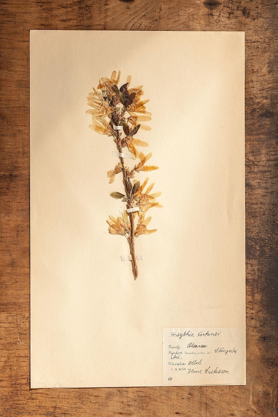 1 of 9 Antique Swedish 1940's HERBARIUM pages, Vintage Real Pressed Plants, Botanical Specimen, Retro Scandinavian Wall Art