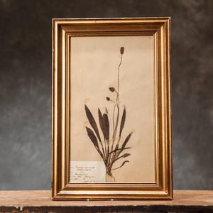 Pagina antica di ERBARIO svedese del 1916 in cornice di legno, piante vere pressate d'epoca, esemplare botanico, arte floreale da parete scandinava retrò