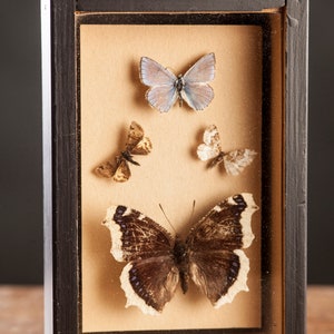 1 di 8 Vetrina per entomologia vintage, scatole d'ombra per insetti anni '70/'80, esemplare di farfalla tassidermia, arredamento lepidopterista retrò 8