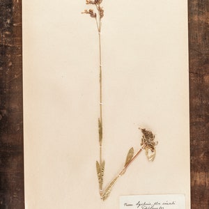 1 von 10 antiken schwedischen HERBARIUM Seiten, Vintage Echte Gepresste Pflanzen, Botanisches Exemplar, Retro Skandinavische Wandkunst Bild 9