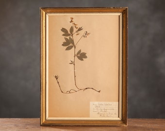 Ancienne page d'herbier suédois de 1921 dans un cadre en bois, véritables plantes pressées vintage, spécimen botanique, art mural floral scandinave rétro