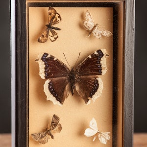 1 di 8 Vetrina per entomologia vintage, scatole d'ombra per insetti anni '70/'80, esemplare di farfalla tassidermia, arredamento lepidopterista retrò 5