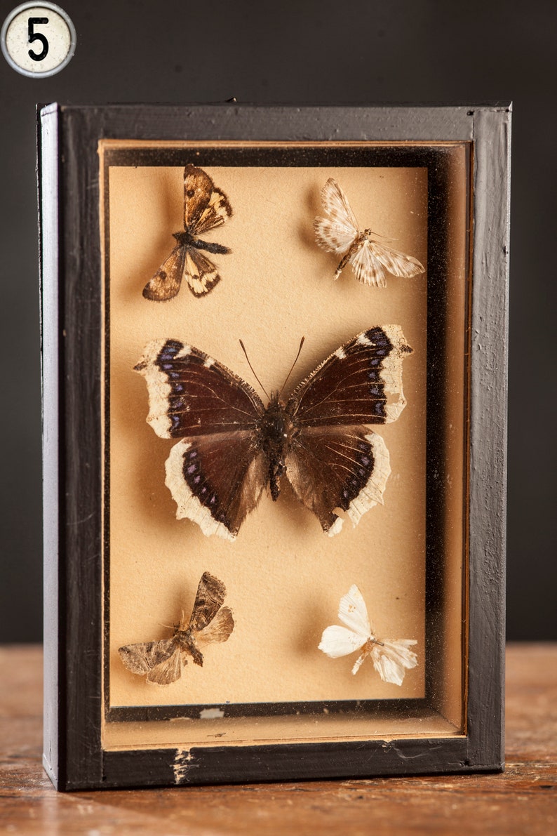 1 di 8 Vetrina per entomologia vintage, scatole d'ombra per insetti anni '70/'80, esemplare di farfalla tassidermia, arredamento lepidopterista retrò 5