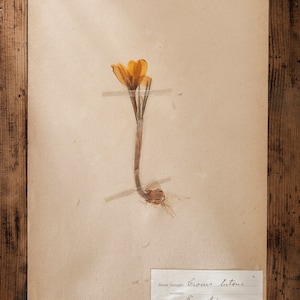 Antigüedades 1909-1916 Páginas suecas del herbario, Vintage Real Pressed Plants, Botanical Specimen, Retro Scandinavian Wall Art, decoración floral de 1 página