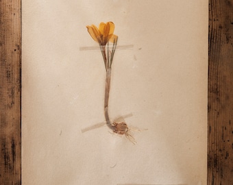Antique 1909-1916 Pages suédoises d’herbier, vintage Real Pressed Plants, Spécimen botanique, Art mural scandinave rétro, décor floral de 1 page