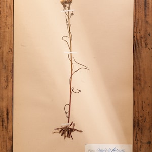 1 of 10 Antique Swedish 1940's HERBARIUM pages, Vintage Real Pressed Plants, Botanical Specimen, Retro Scandinavian Wall Art 10