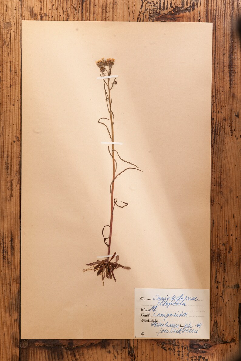 1 of 10 Antique Swedish 1940's HERBARIUM pages, Vintage Real Pressed Plants, Botanical Specimen, Retro Scandinavian Wall Art 10