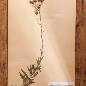 1 of 10 Antique Swedish 1940's HERBARIUM pages, Vintage Real Pressed Plants, Botanical Specimen, Retro Scandinavian Wall Art 7