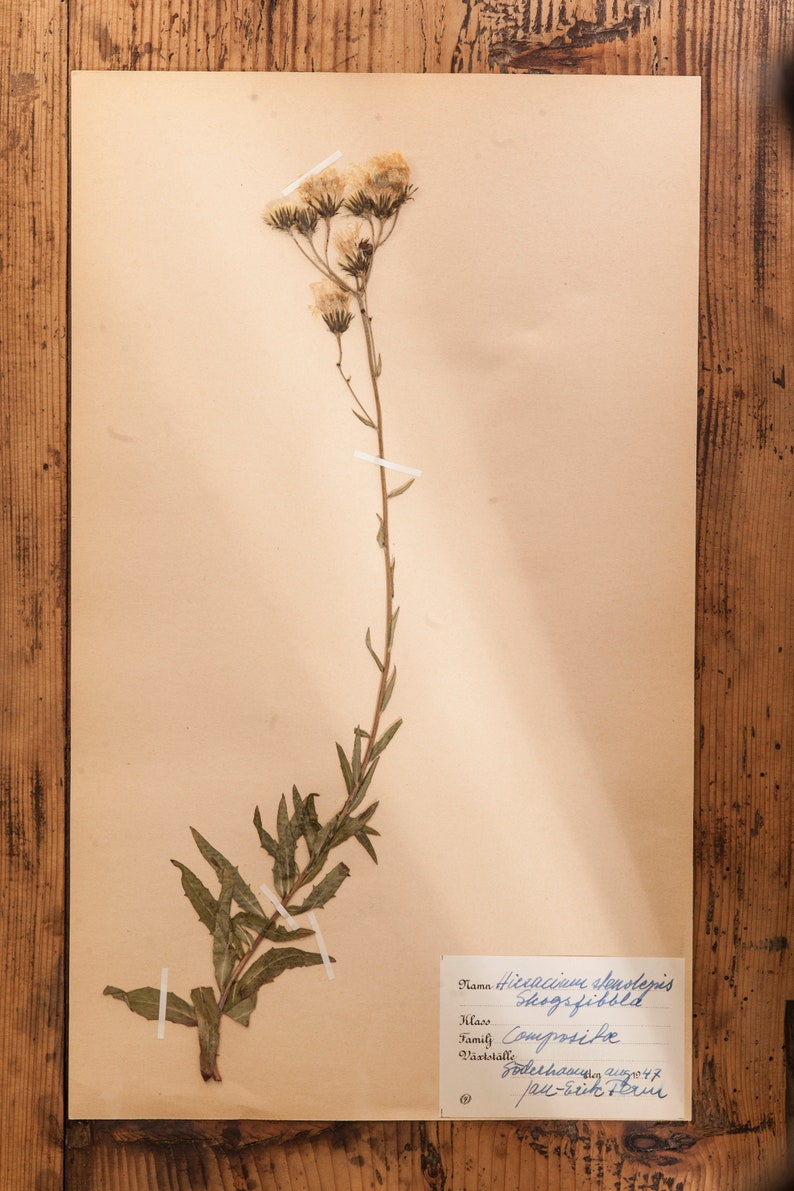 1 of 10 Antique Swedish 1940's HERBARIUM pages, Vintage Real Pressed Plants, Botanical Specimen, Retro Scandinavian Wall Art 7