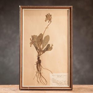 Página antigua de HERBARIO sueco de 1921 enmarcada, plantas prensadas auténticas de época, ejemplar botánico, arte floral retro escandinavo para pared