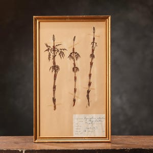 Antica pagina HERBARIUM svedese del 1911 in cornice di legno, piante pressate reali vintage, esemplari botanici, arte murale floreale scandinava retrò