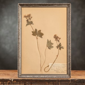 Antigua página de HERBARIUM sueco de 1922 en marco, Plantas prensadas reales vintage, espécimen botánico, arte de pared floral retro escandinavo