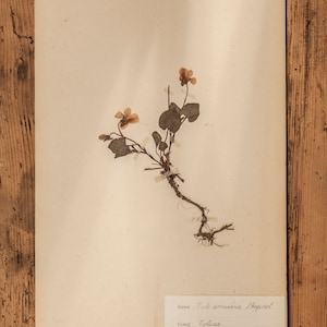 1 van 10 antieke Zweedse HERBARIUM-pagina's uit de jaren 40, vintage echte geperste planten, botanisch exemplaar, retro Scandinavische muurkunst