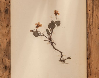 1 of 10 Antique Swedish 1940's HERBARIUM pages, Vintage Real Pressed Plants, Botanical Specimen, Retro Scandinavian Wall Art