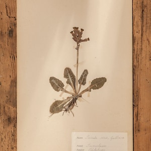 1 van 10 antieke Zweedse HERBARIUM-pagina's uit de jaren 40, vintage echte geperste planten, botanisch exemplaar, retro Scandinavische muurkunst