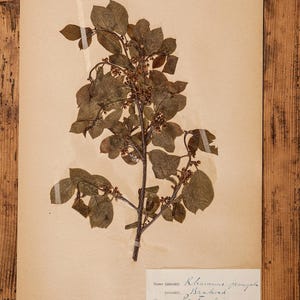 1 de 10 páginas antigas de HERBARIUM sueco de 1909-1911, plantas prensadas reais vintage, espécimes botânicos, arte de parede escandinava retrô