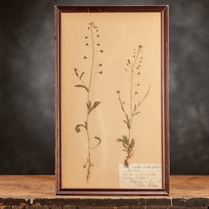 Antigua página de HERBARIUM sueco de 1922 en marco, Plantas prensadas reales vintage, espécimen botánico, arte de pared floral retro escandinavo