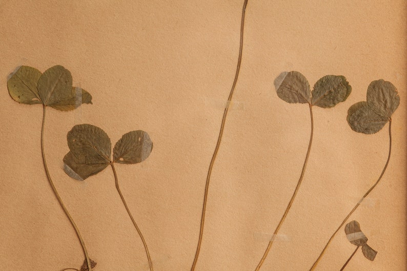 Ancienne page d'herbier suédoise de 1923 dans un cadre en bois, véritables plantes pressées vintage, spécimen botanique, art mural floral scandinave rétro image 4