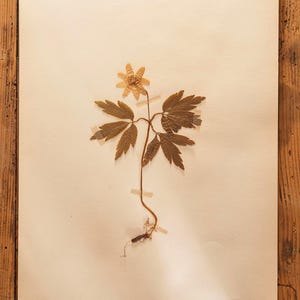 1 di 9 pagine di ERBARIO antico svedese degli anni '30, piante vere pressate d'epoca, esemplari botanici, arte murale scandinava retrò