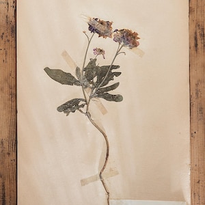1 de 10 páginas de HERBÁRIO sueco antigo da década de 1930, plantas prensadas reais vintage, espécimes botânicos, arte de parede escandinava retrô