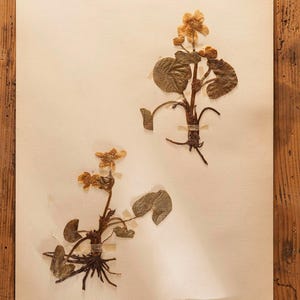 1 de 9 páginas de herbario sueco antiguo de la década de 1930, plantas prensadas auténticas vintage, ejemplar botánico, arte mural escandinavo retro