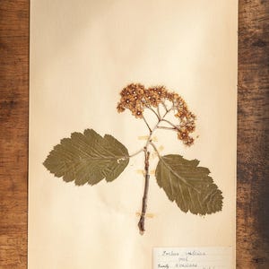 1 di 10 pagine HERBARIUM svedesi antiche degli anni '40, piante pressate reali vintage, esemplari botanici, arte murale scandinava retrò
