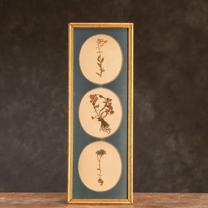 Antiguo herbario sueco triple en marco de madera, plantas prensadas auténticas de época, ejemplar botánico, arte floral retro escandinavo para pared