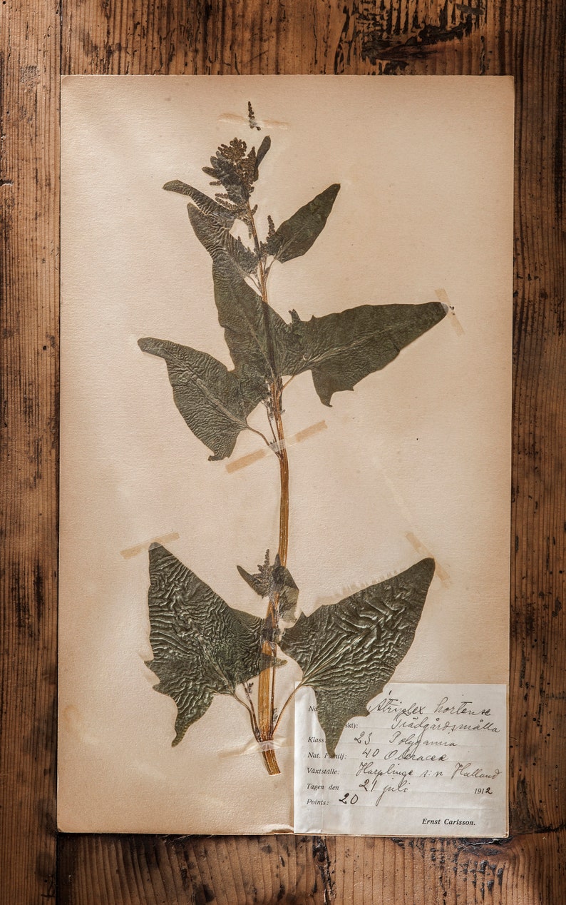 Antique 1909-1916 Pages suédoises dherbier, vintage Real Pressed Plants, Spécimen botanique, Art mural scandinave rétro, décor floral de 1 page 3