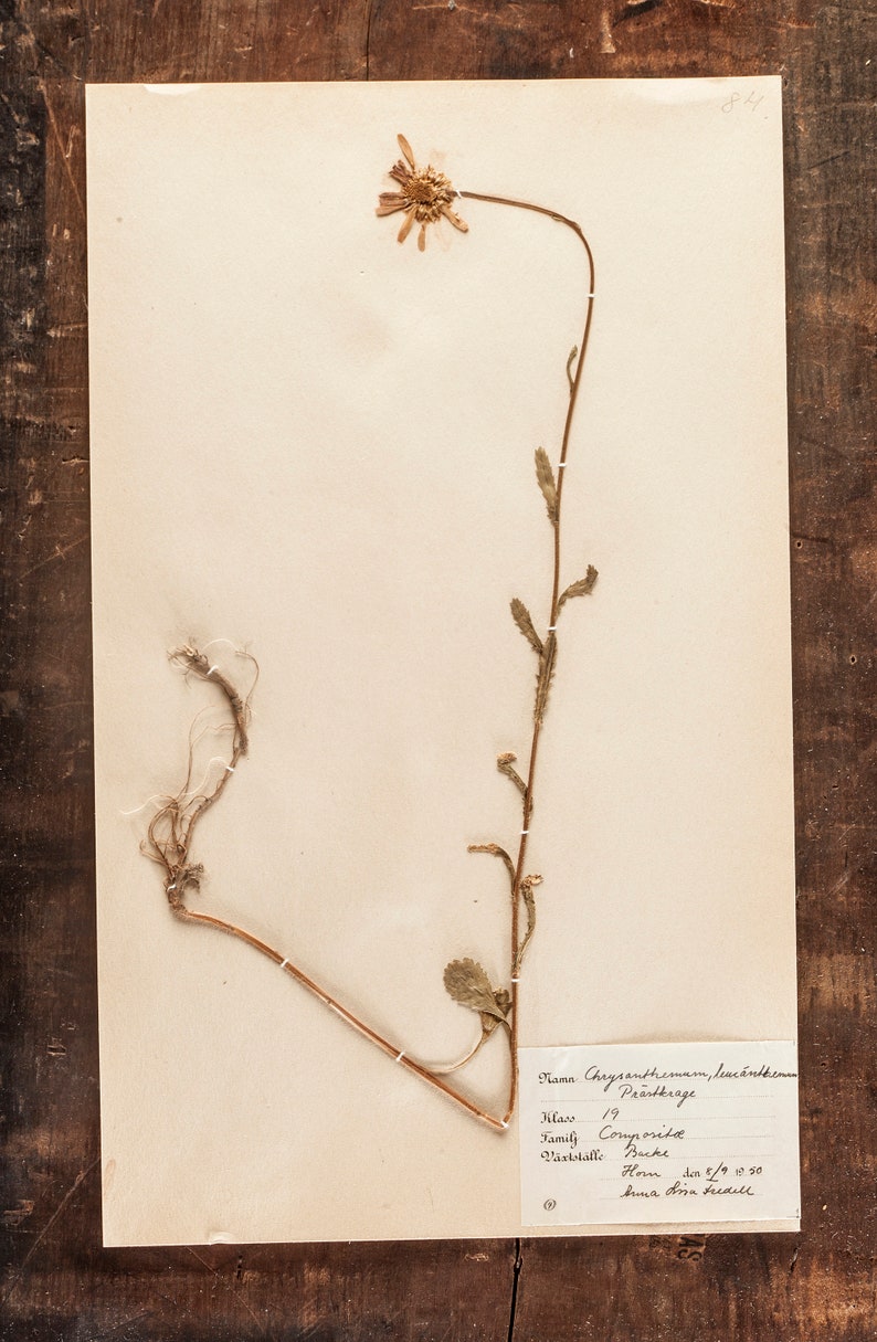 1 von 10 antiken schwedischen HERBARIUM Seiten, Vintage Echte Gepresste Pflanzen, Botanisches Exemplar, Retro Skandinavische Wandkunst Bild 5