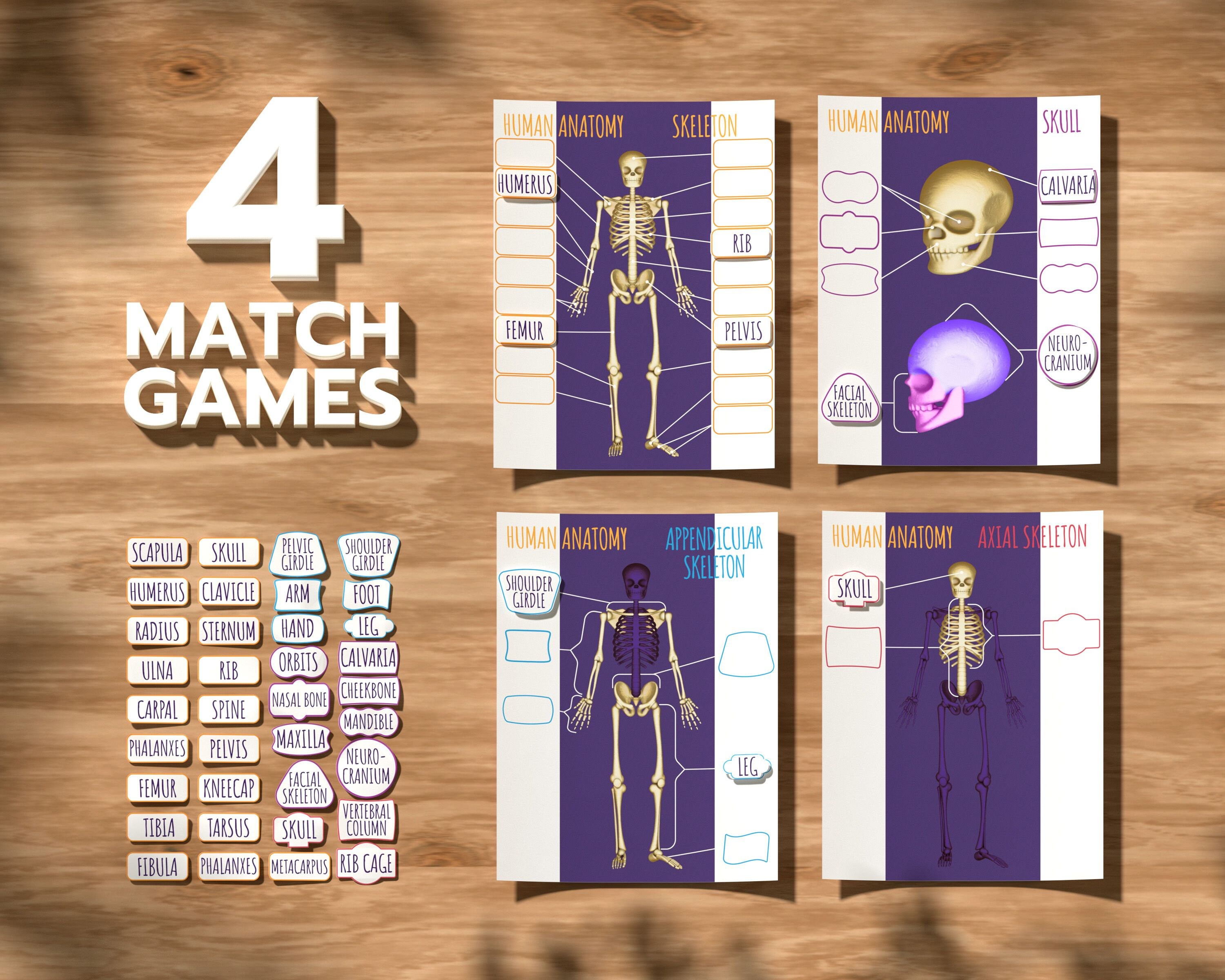 Human Skeleton Printable Activity Montessori Preschool | Etsy