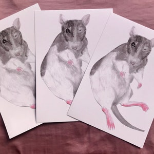 Pode incluir: Três aquarelas de um rato com um corpo branco e marcas cinzas. O rato é retratado em uma posição enroscada com as patas enfiadas sob o queixo. Os olhos do rato estão fechados e parece estar dormindo.