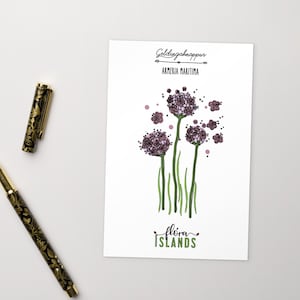 Armeria Maritima Postcard - freehand drawing of flowers of Iceland, "Flóra Íslands" collection.