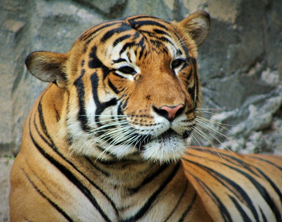 Bengal Tiger tiger wildlife cat feline animal digital | Etsy
