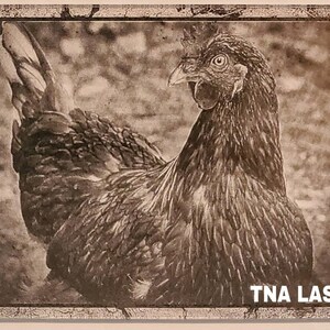 Glowforge Digital Laser Ready Design File - Chicken Painted Acrylic - Acrylic Engrave File - SVG - PNG - Farm Animals - Rooster - Hen - Egg