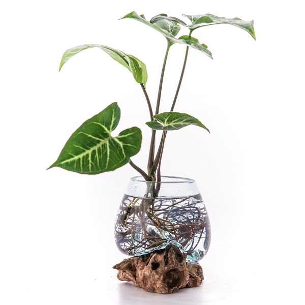 Mini verre d'aquarium poisson sur bois Aquascape avec bois flotté naturel, vase pour plantes, porte-bonbons de Bali livraison gratuite