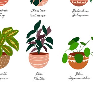 May include: Illustration of ten different houseplants in pots with their names written below. The plants are: Sansevieria Whitney, Monstera Deliciosa, Philodendron Hedersceum, Maranta Leuconeura, Ficus Elastica, Pilea Peperomioides, and Stromanthe Triostar.