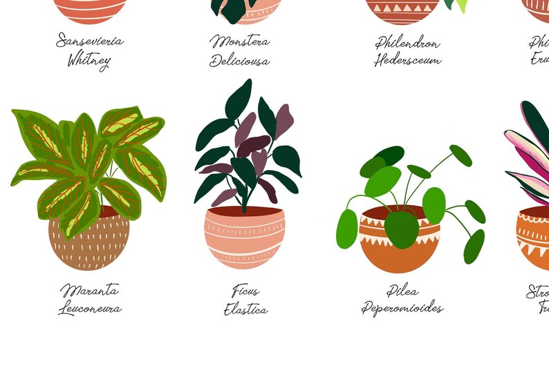 May include: Illustration of ten different houseplants in pots with their names written below. The plants are: Sansevieria Whitney, Monstera Deliciosa, Philodendron Hedersceum, Maranta Leuconeura, Ficus Elastica, Pilea Peperomioides, and Stromanthe Triostar.