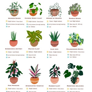 Houseplant Guide, Plant Care Guide, Beginner Plant Chart, Plant Care ...