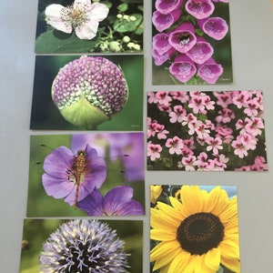 Postkartenset - Fotokarten - Blumen - Insekten - Garten - 7 Stk.