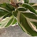 sarahstaley21 reviewed CALATHEA ‘White fusion’ pet friendly non toxic air purifying