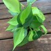 Katima reviewed Philodendron ‘Brasil’ Air Purifying Rare
