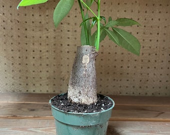 Money Tree 4” Pot Pachira Stump
