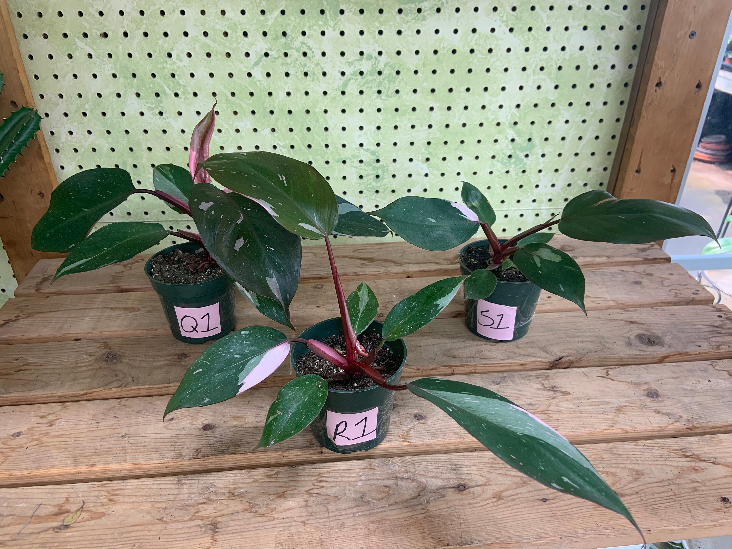 Pink Princess Philodendron READ DESCRIPTION