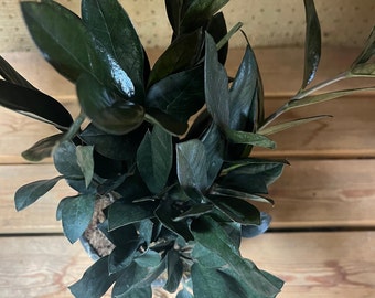 black Zamia Zamioculcas ZZ plant