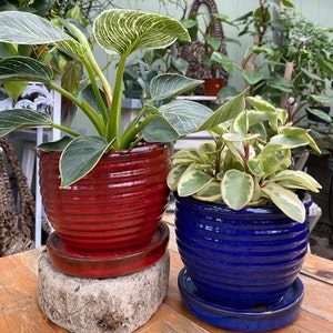 May include: Two potted plants in decorative ceramic pots. The plant on the left has variegated leaves and is in a red pot with a matching saucer. The plant on the right has green and white leaves and is in a blue pot with a matching saucer.