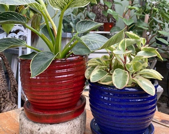 May include: Two potted plants in decorative ceramic pots. The plant on the left has variegated leaves and is in a red pot with a matching saucer. The plant on the right has green and white leaves and is in a blue pot with a matching saucer.