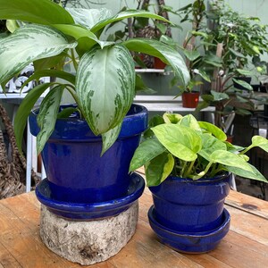 May include: Two potted plants with green leaves. The plants are in blue ceramic pots with matching saucers. The larger pot is on a gray stone base. The smaller pot is on a wooden table.