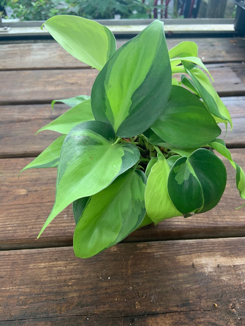 Philodendron Brasil Air Purifying Rare image 1